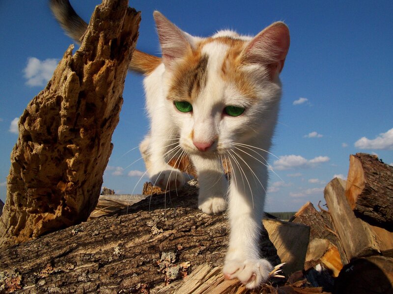 White and ginger cat on woodpile