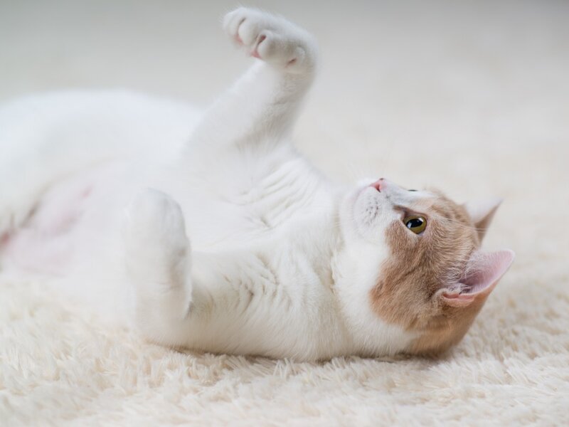 White and Ginger Cat — Playful, Photograph, Carpet