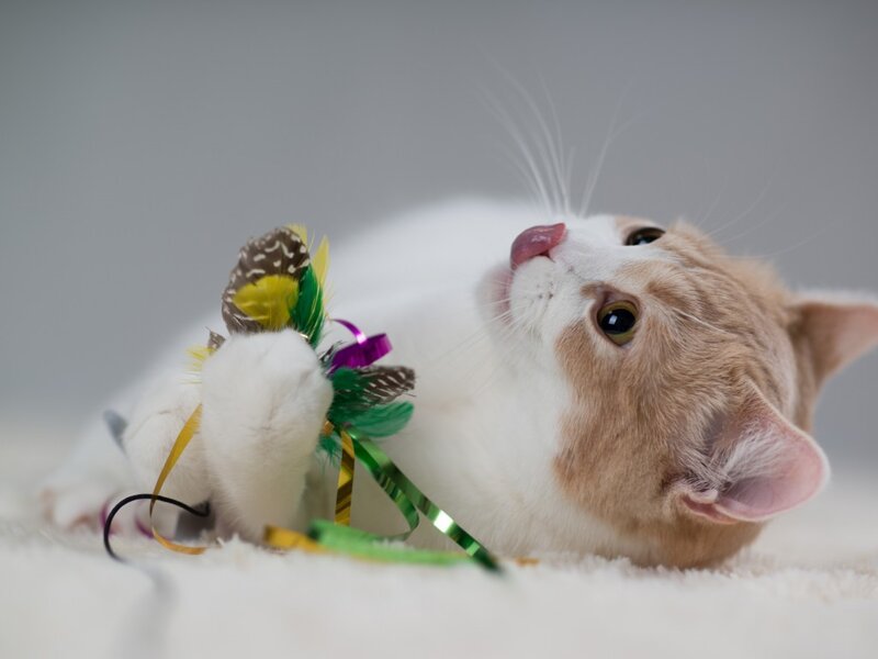 White and Ginger Cat — Playful, Photograph, Feather Toy