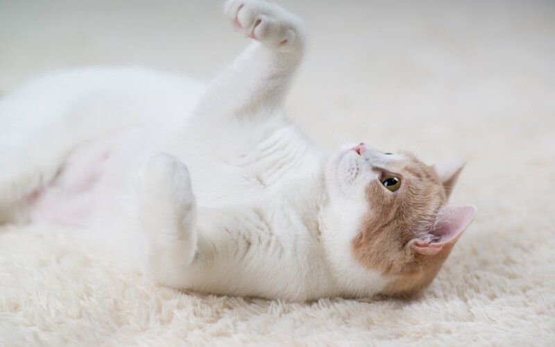 White and Ginger Cat — Playful, Photograph