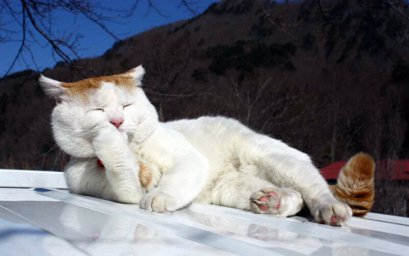 White and Ginger Cat — Relaxed