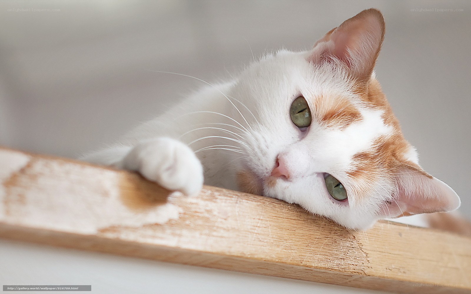 white and ginger cat resting