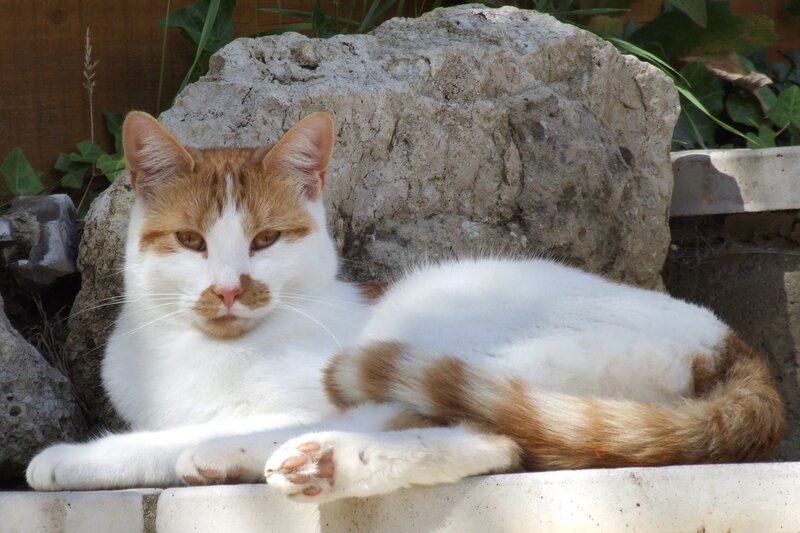 white and ginger cat resting