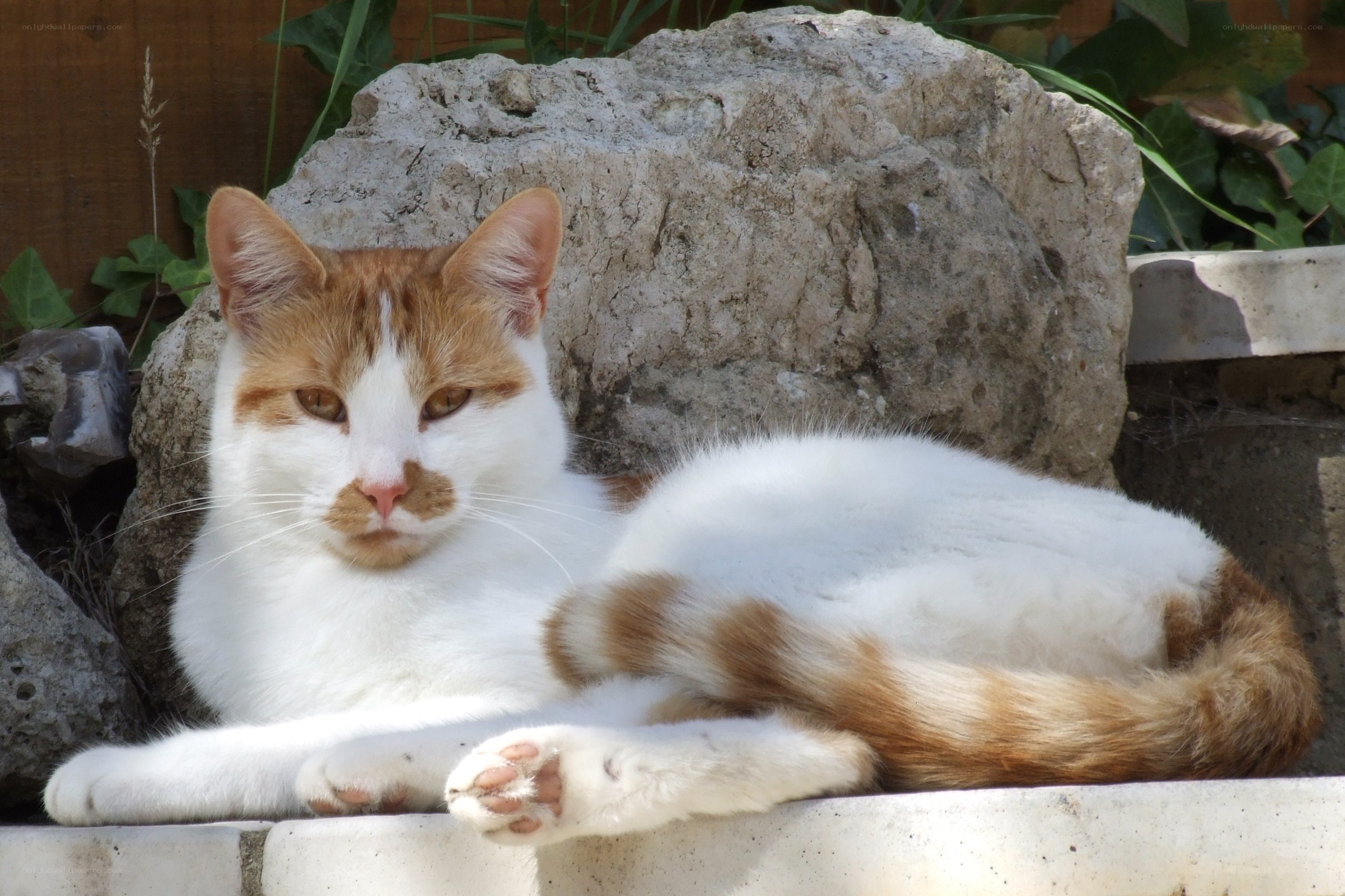 white and ginger cat resting