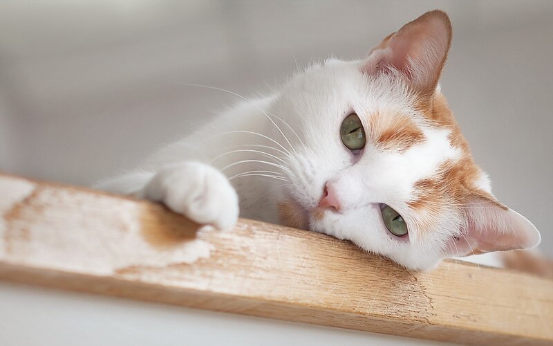 white and ginger cat resting