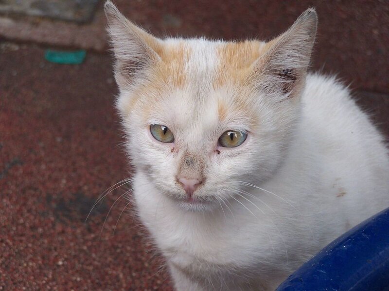 white and ginger cat