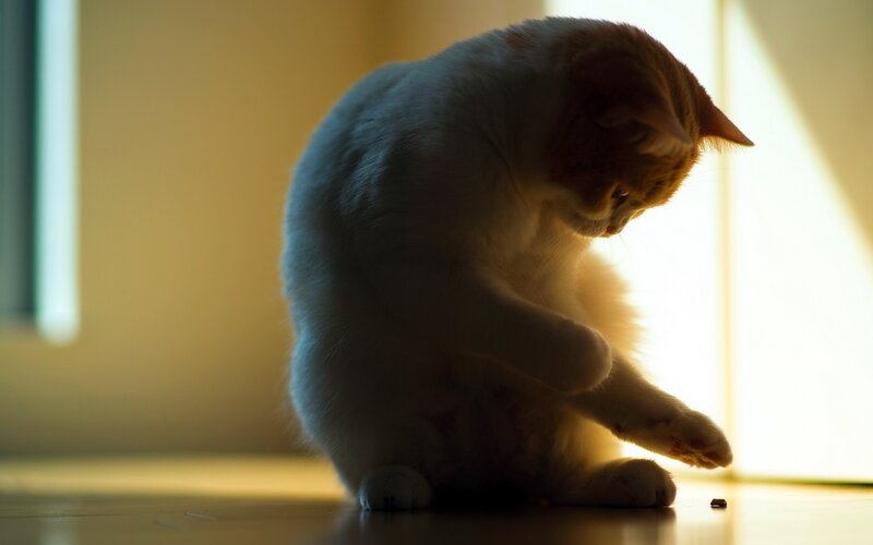 White and Ginger Cat — Yellow