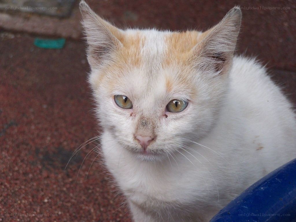 white and ginger cat