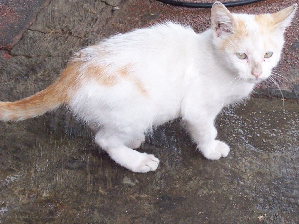 white and ginger kitten