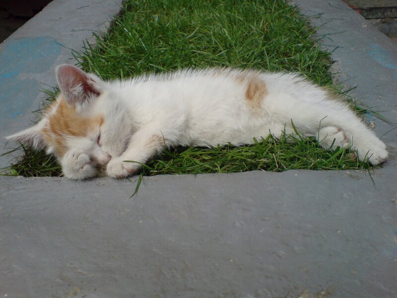 White and Ginger Kitten — Peaceful, Afternoon