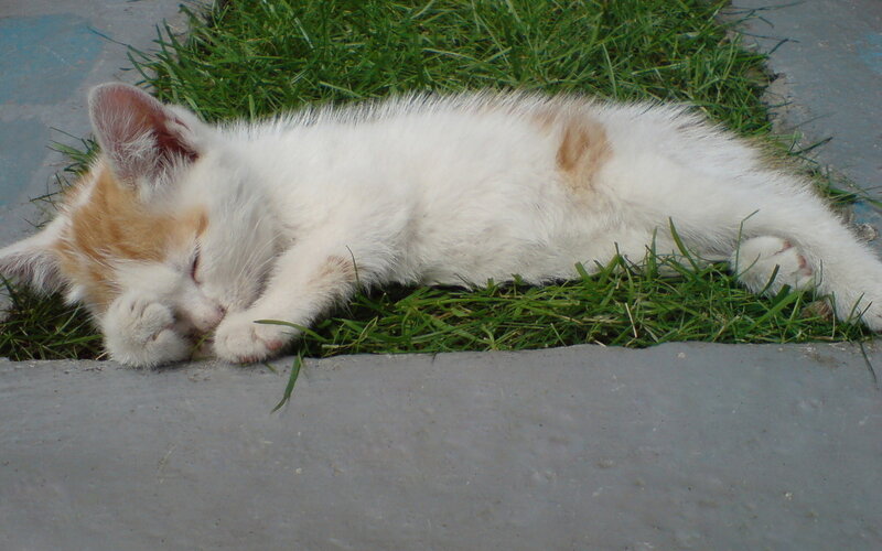 White and Ginger Kitten — Peaceful