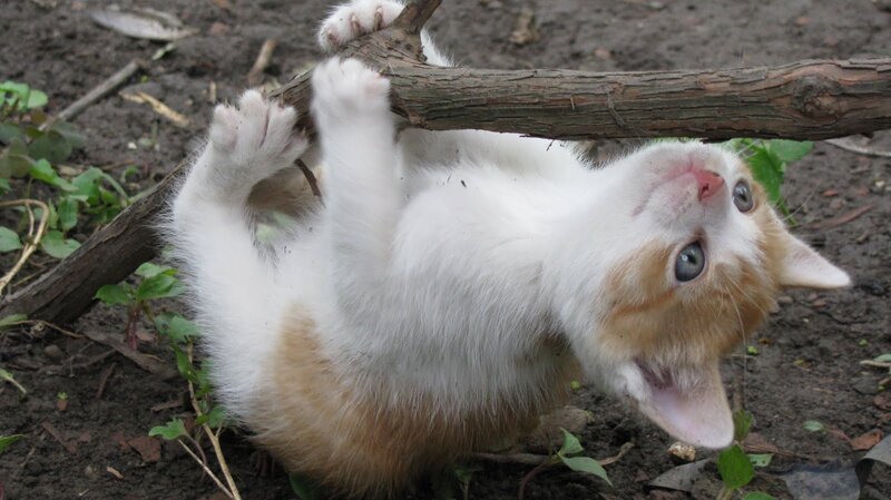 White and Ginger Kitten — Playful, Photograph