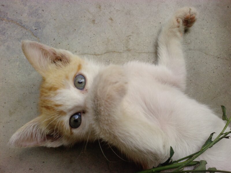 White and Ginger Kitten — Playful