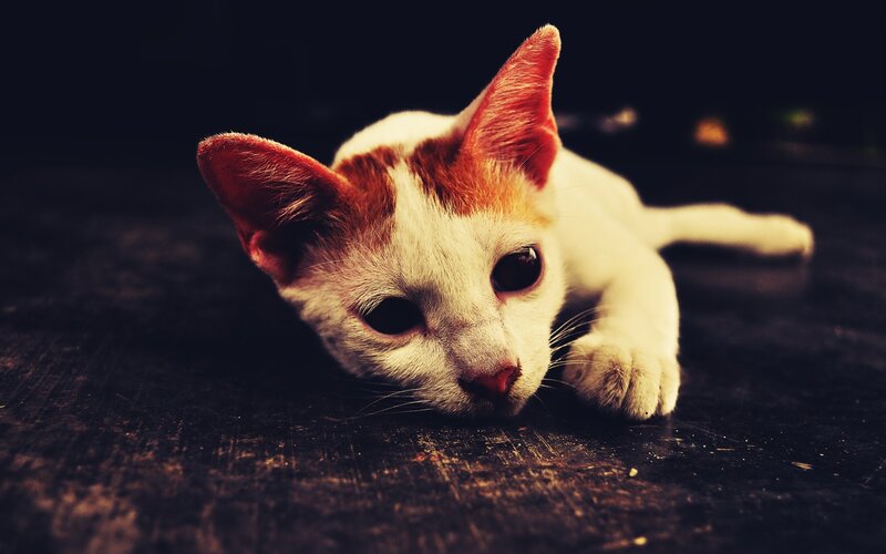 white and ginger kitten resting