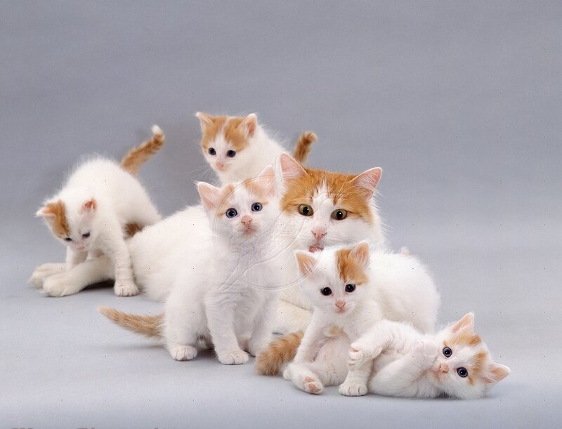 White and Ginger Kittens