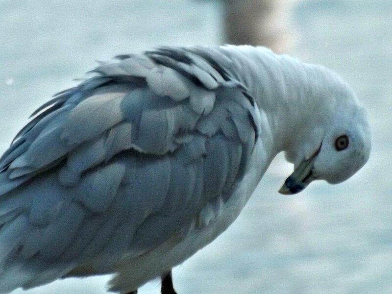 White and Gray Bird
