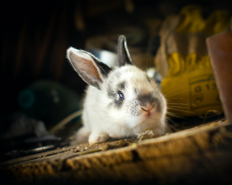White and Gray Bunny