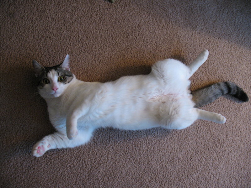 White and Gray Cat — Brown, Relaxed