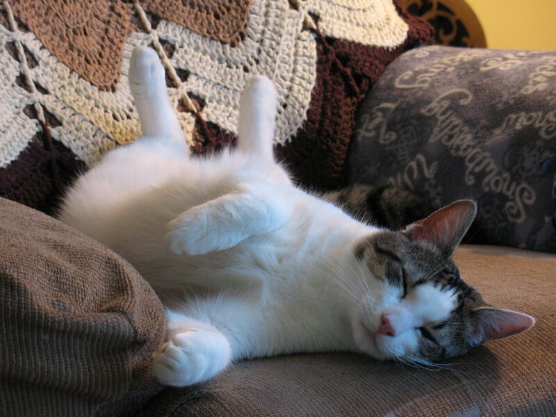 White and Gray Cat — Brown