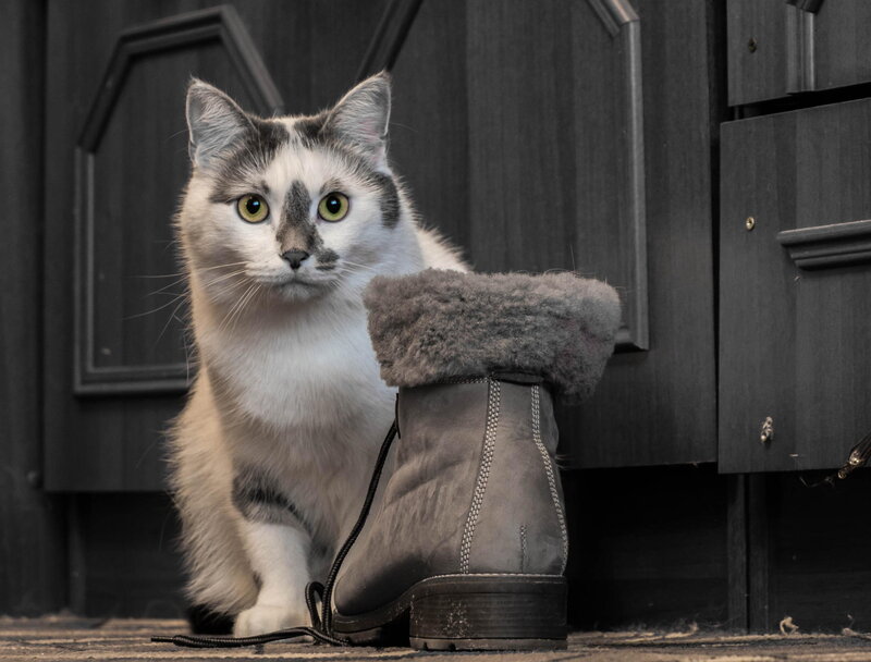 White and Gray Cat — Calm, Photograph, Boot