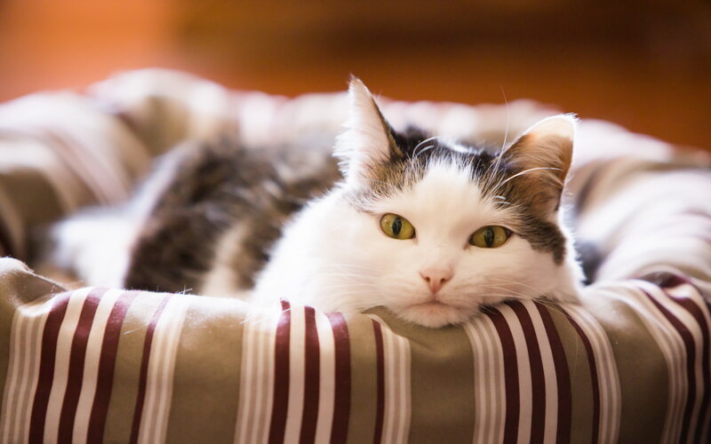 White and Gray Cat — Calm, Photograph, Cat Bed