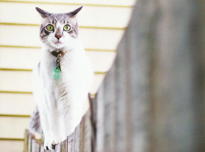 White and Gray Cat — Calm, Photograph, Collar
