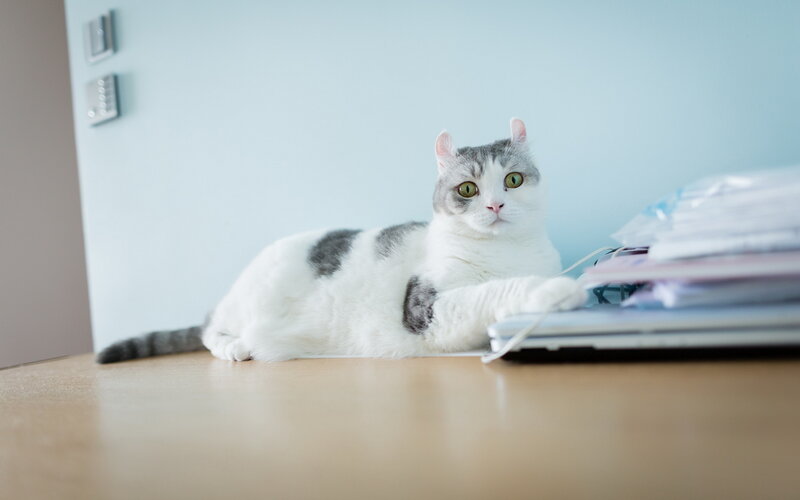 White and Gray Cat — Calm, Photograph, Desk