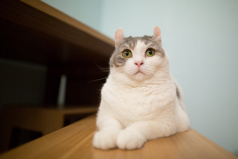 White and Gray Cat — Calm, Photograph, Table