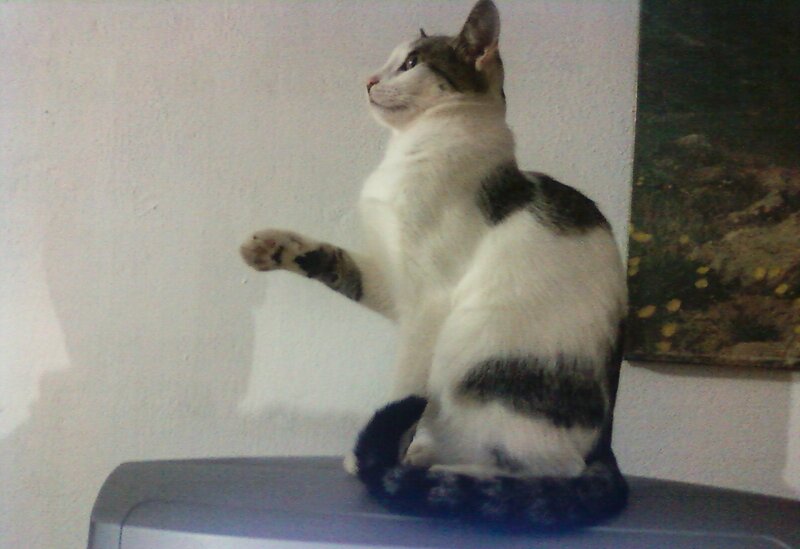 White and Gray Cat — Calm, Photograph