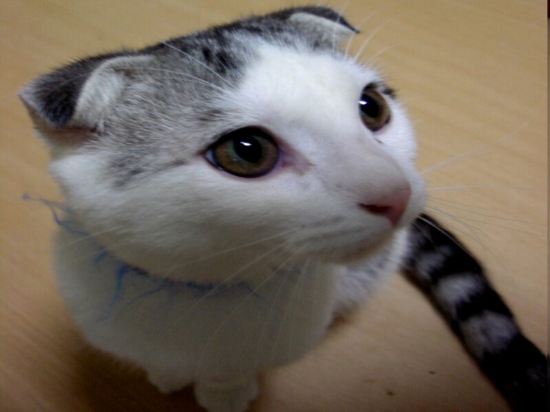 White and Gray Cat — Calm, Photograph, Wooden Floor
