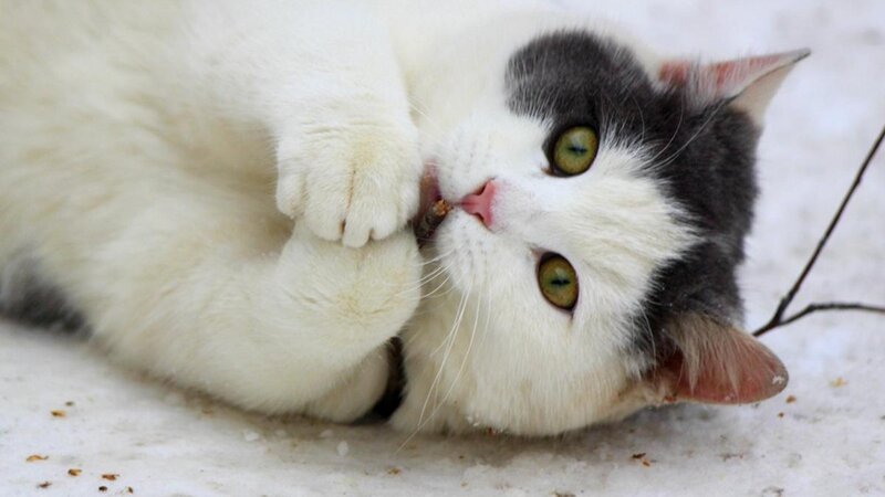 White and Gray Cat — Calm, Winter