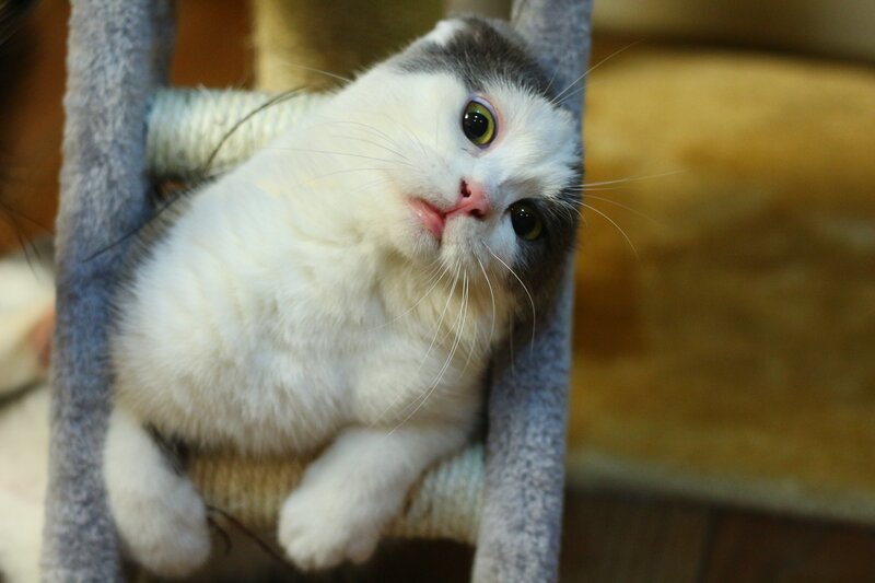 White and Gray Cat — Curious, Photograph