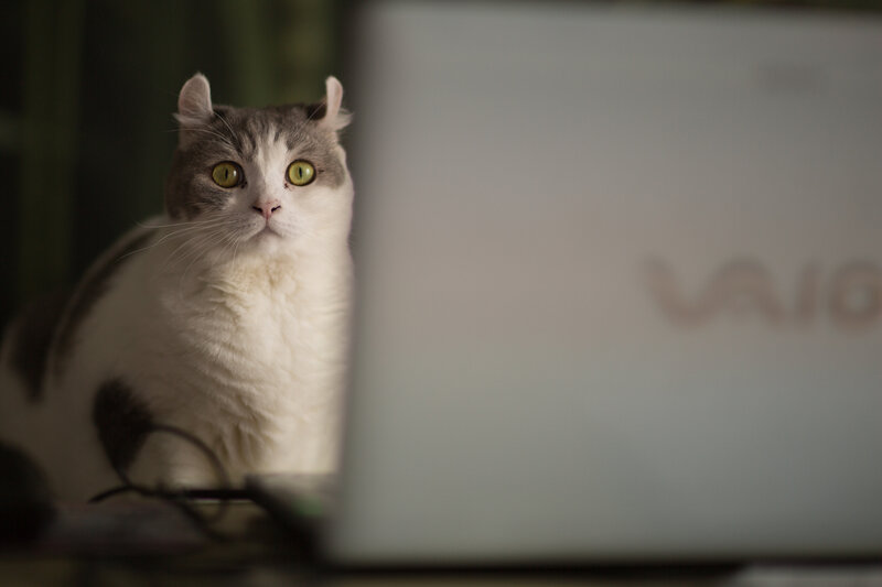 White and Gray Cat — Curious