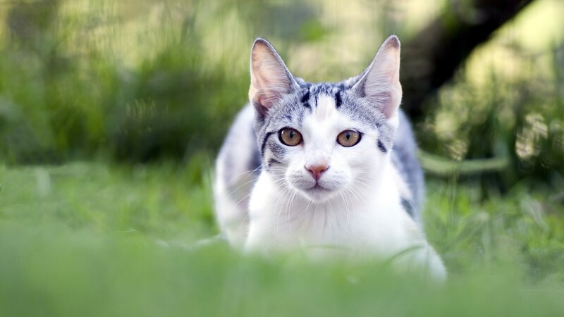 White and Gray Cat — Green, Calm