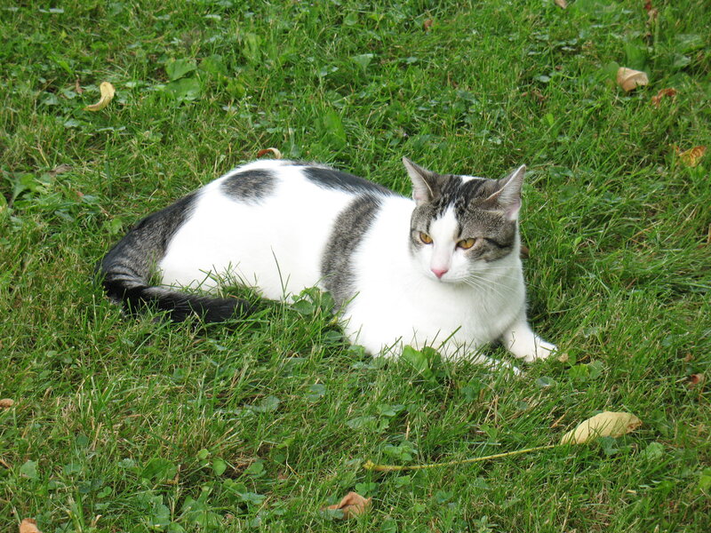 White and Gray Cat — Green
