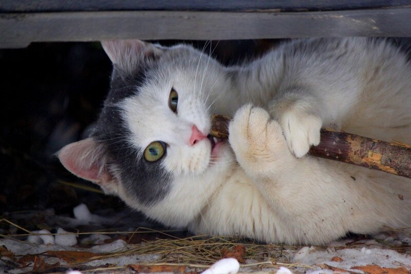 White and Gray Cat — Playful