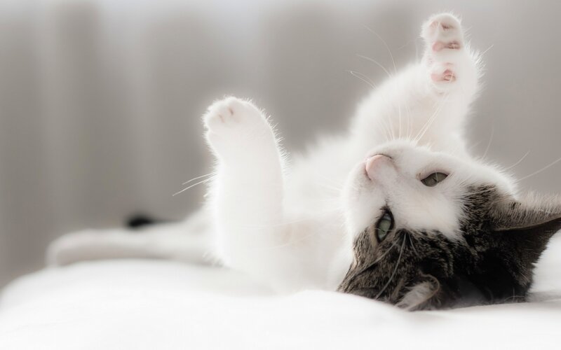White and Gray Cat — Relaxed