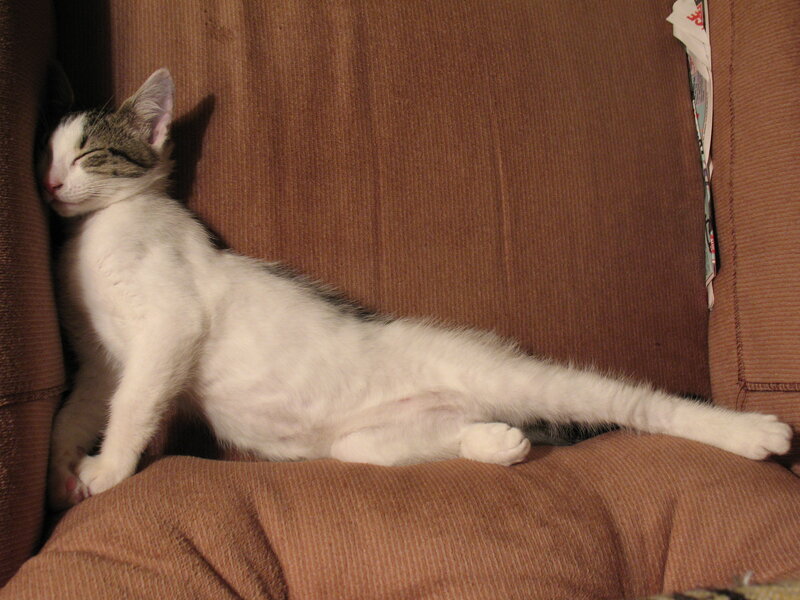 White and Gray Cat Sleeping