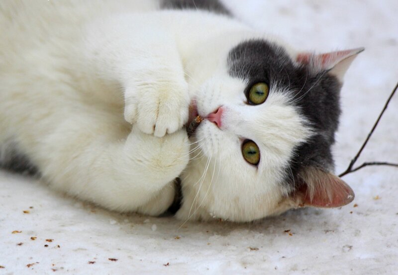White and Gray Cat