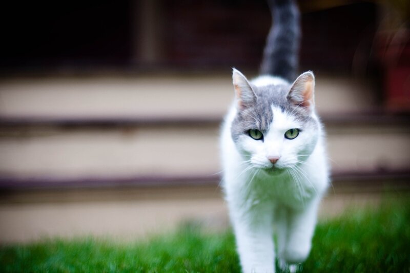 white and gray cat walking