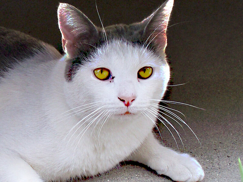 white and gray cat with yellow eyes