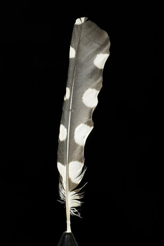 White and Gray Feather