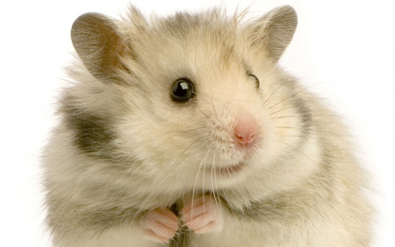 White and Gray Hamster