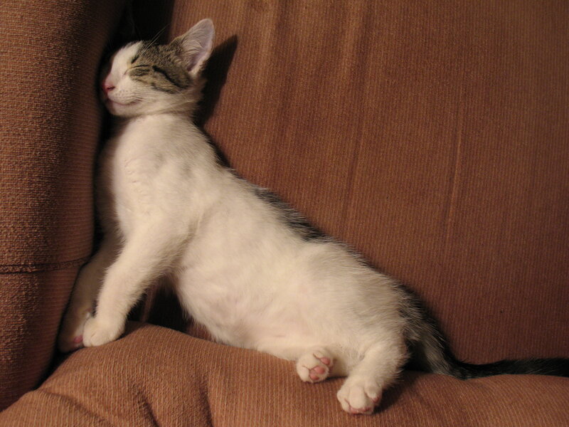 White and Gray Kitten — Brown