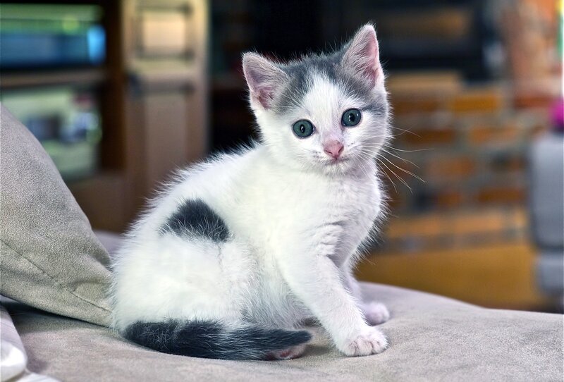 White and Gray Kitten — Calm, Photograph