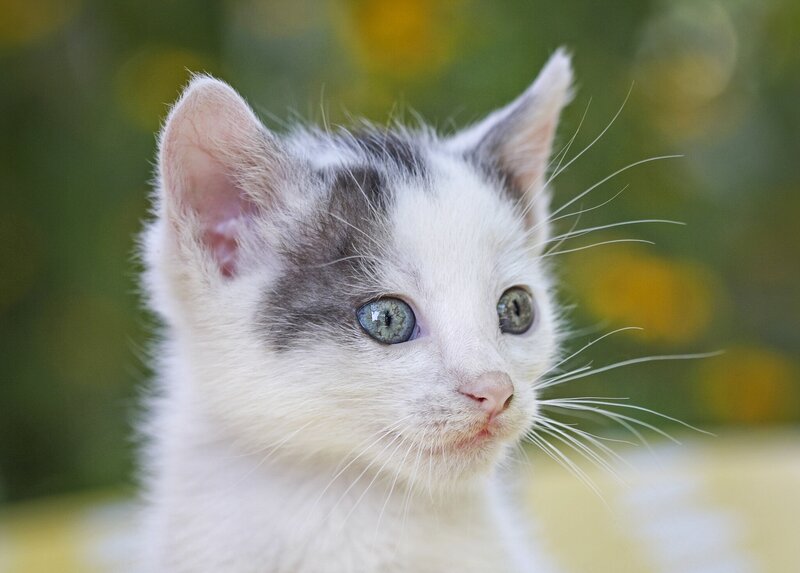 White and Gray Kitten — Calm, Photograph, Whiskers