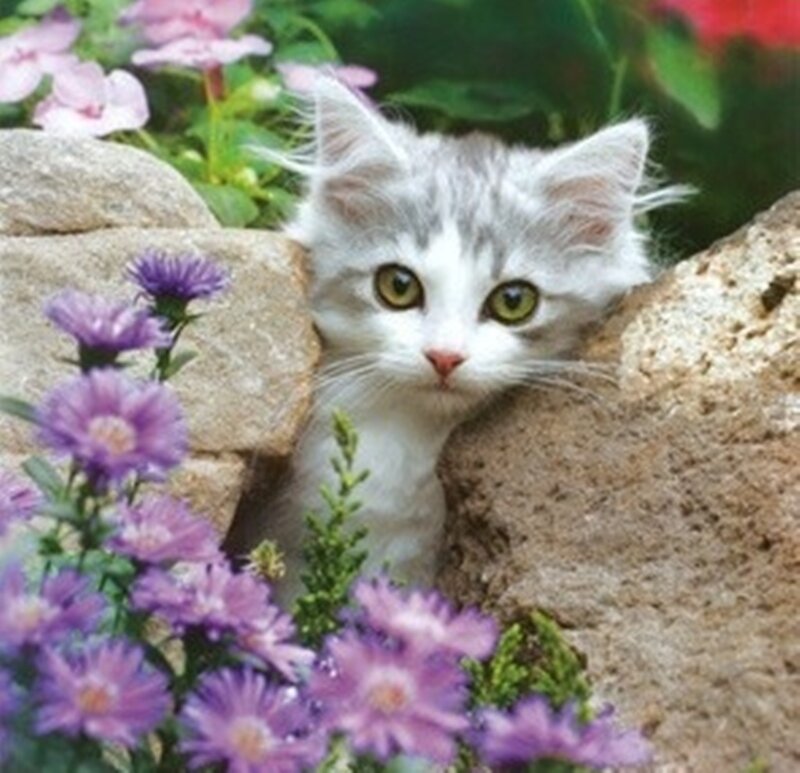 White and Gray Kitten — Purple