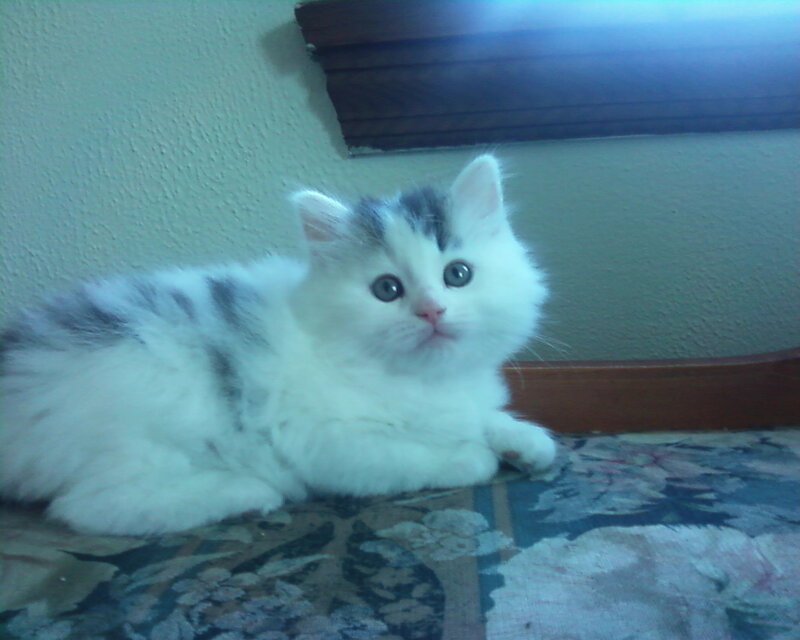 White and Gray Kitten