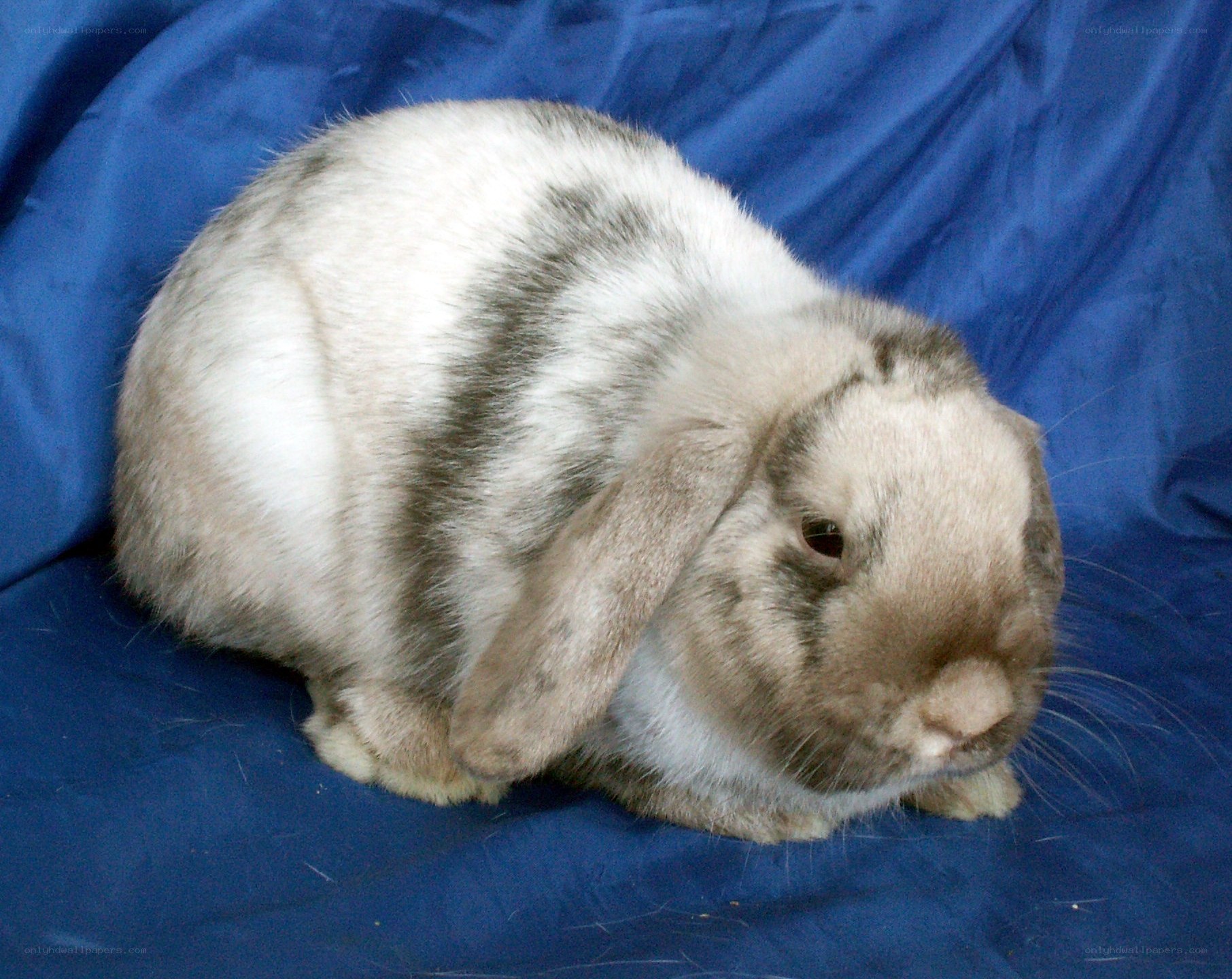 white and gray lop-eared rabbit