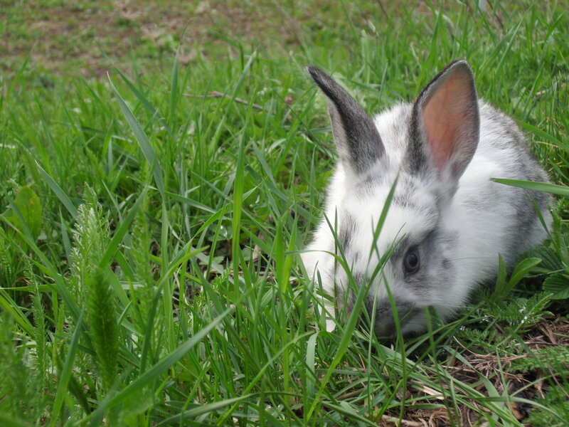 White and Gray Rabbit — Green